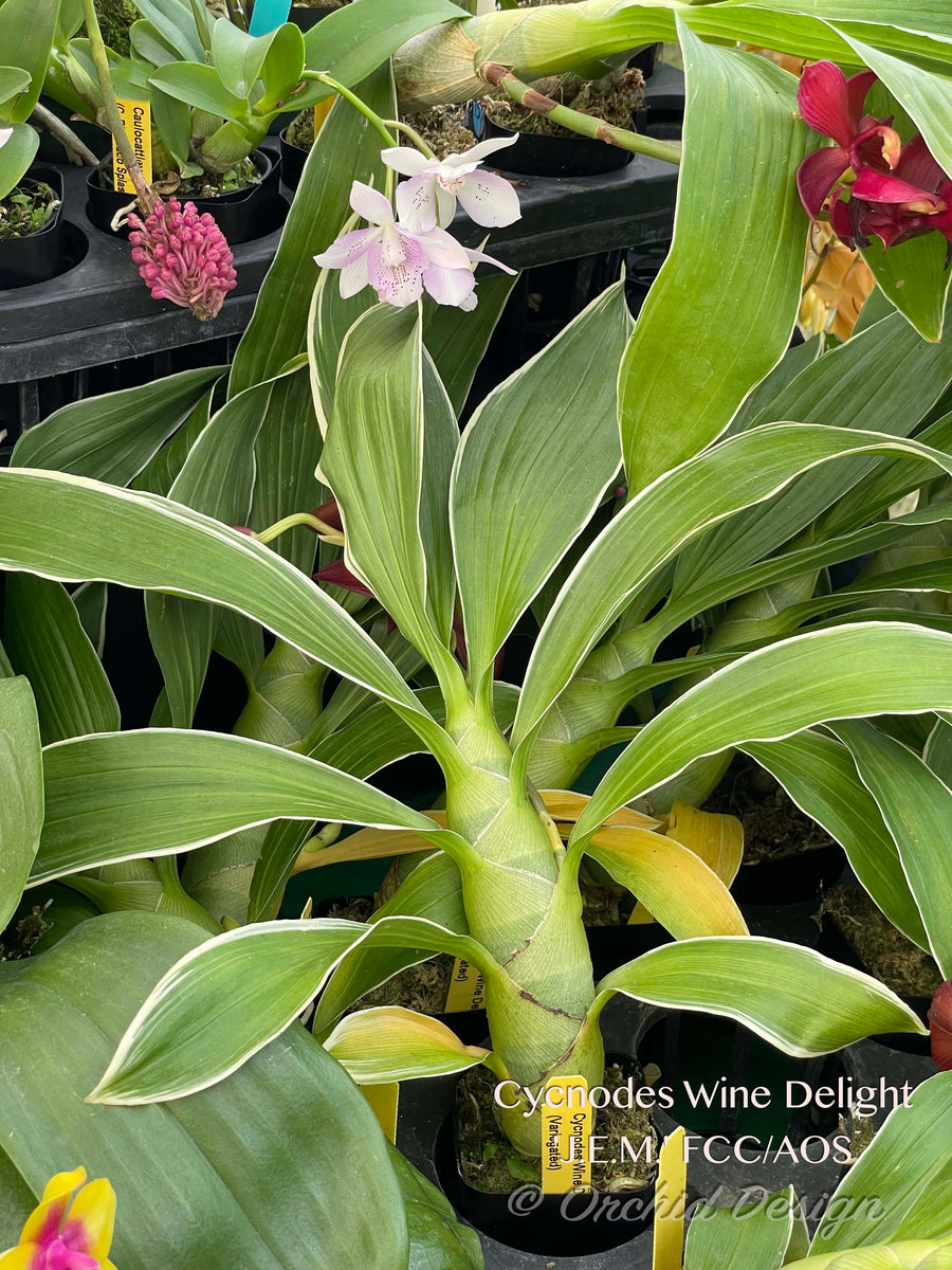 Cycnodes Wine Delight 'J.E.M.' FCC/AOS Varigated Fragrant!