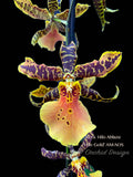 Aliceara Hilo Ablaze ‘Hilo Gold’ AM/AOS - Orchid Design