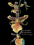 Aliceara Hilo Ablaze ‘Hilo Gold’ AM/AOS - Orchid Design