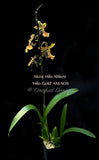 Aliceara Hilo Ablaze ‘Hilo Gold’ AM/AOS - Orchid Design
