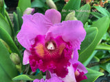 Cattleya Blc. Amy Wakasugi – FRAGRANT! - Orchid Design