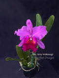 Cattleya Blc. Amy Wakasugi – FRAGRANT! - Orchid Design