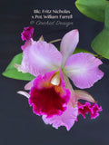 Cattleya Blc. Fritz Nicholas x Pot. William Farrell – FRAGRANT! - Orchid Design