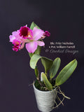 Cattleya Blc. Fritz Nicholas x Pot. William Farrell – FRAGRANT! - Orchid Design