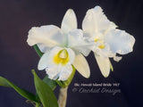 Blc. Hawaii Island Bride '#83' Fragrant, White - Orchid Design