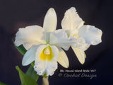 Blc. Hawaii Island Bride '#83' Fragrant, White - Orchid Design