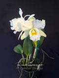 Blc. Hawaii Island Bride '#83' Fragrant, White - Orchid Design