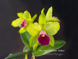Cattleya Rlc. Yen Surprise 'Seiko' Fragrant! - Orchid Design