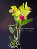 Cattleya Rlc. Yen Surprise 'Seiko' Fragrant! - Orchid Design