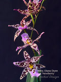 Beallara Diana Dunn 'Newberry' - Orchid Design