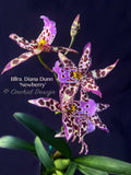 Beallara Diana Dunn 'Newberry' - Orchid Design
