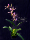 Beallara Diana Dunn 'Newberry' - Orchid Design