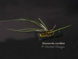 Brassavola cucullata – Large blooming size, Species, Fragrant! - Orchid Design