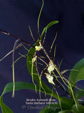 Brassidium Kenneth Bivin 'Santa Barbara' AM/AOS in spike