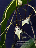 Brassidium Kenneth Bivin 'Santa Barbara' AM/AOS in spike