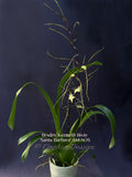 Brassidium Kenneth Bivin 'Santa Barbara' AM/AOS in spike