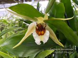Coelogyne lawrenceana – Rare, Fragrant! - Orchid Design
