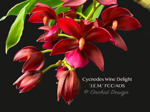 花芽付きCycnodes ‘Wine Delight’ ‘J.E.M.’3号鉢付 Cycnodes Wine Delight 'J.E.M.' FCC/AOS Varigated Fragrant!