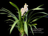 Cymbidium Barrita Brilliance 'Mother's Purity', floriferous, fragrant - Orchid Design