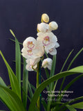 Cymbidium Barrita Brilliance 'Mother's Purity', floriferous, fragrant - Orchid Design