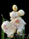 Cymbidium Barrita Brilliance 'Mother's Purity', floriferous, fragrant - Orchid Design