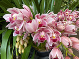 Cymbidium Barrita Flight '4' Very cute & Floriferous! - Orchid Design