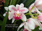 Cymbidium Barrita Flight '4' Very cute & Floriferous! - Orchid Design