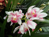Cymbidium Barrita Flight '4' Very cute & Floriferous! - Orchid Design