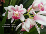 Cymbidium Barrita Flight '4' Very cute & Floriferous! - Orchid Design