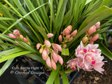 Cymbidium Barrita Flight '4' Very cute & Floriferous! - Orchid Design
