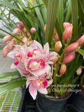 Cymbidium Barrita Flight '4' Very cute & Floriferous! - Orchid Design