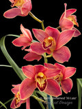 Cymbidium Barrita Inflamed '30 Late' - Orchid Design