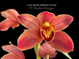 Cymbidium Barrita Inflamed '30 Late' - Orchid Design