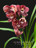 Cymbidium Barrita Magic 'Deep Brown' - Orchid Design