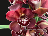 Cymbidium Barrita Magic 'Deep Brown' - Orchid Design