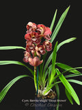 Cymbidium Barrita Magic 'Deep Brown' - Orchid Design