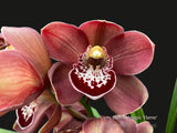 Cymbidium Barrita Magic 'Deep Brown' - Orchid Design