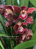 Cymbidium Barrita Magic 'Flame' – Red Floriferous - Orchid Design