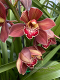 Cymbidium Barrita Magic 'Flame' – Red Floriferous - Orchid Design