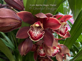 Cymbidium Barrita Magic 'Flame' – Red Floriferous - Orchid Design
