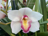 Cymbidium Barrita Peace ‘Early Winter' White with red spotted lip - Orchid Design