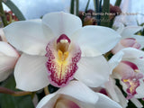 Cymbidium Barrita Peace ‘Early Winter' White with red spotted lip - Orchid Design