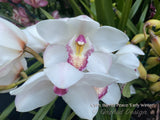 Cymbidium Barrita Peace ‘Early Winter' White with red spotted lip - Orchid Design