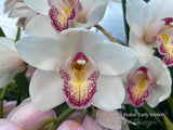 Cymbidium Barrita Peace ‘Early Winter' White with red spotted lip - Orchid Design