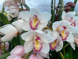 Cymbidium Barrita Peace ‘Early Winter' White with red spotted lip - Orchid Design