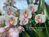 Cymbidium Barrita Peace ‘Early Winter' White with red spotted lip - Orchid Design