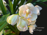 Cymbidium Barrita Sabre 'Semi White' Cute, Floriferous!