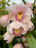 Cymbidium Barrita Sanguine 'Pale Pink' watercolor