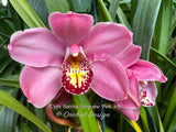 Cymbidium Barrita Sanguine ‘Pink Joy’ - Orchid Design