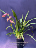 Cymbidium Barrita Sanguine ‘Pink Joy’ - Orchid Design